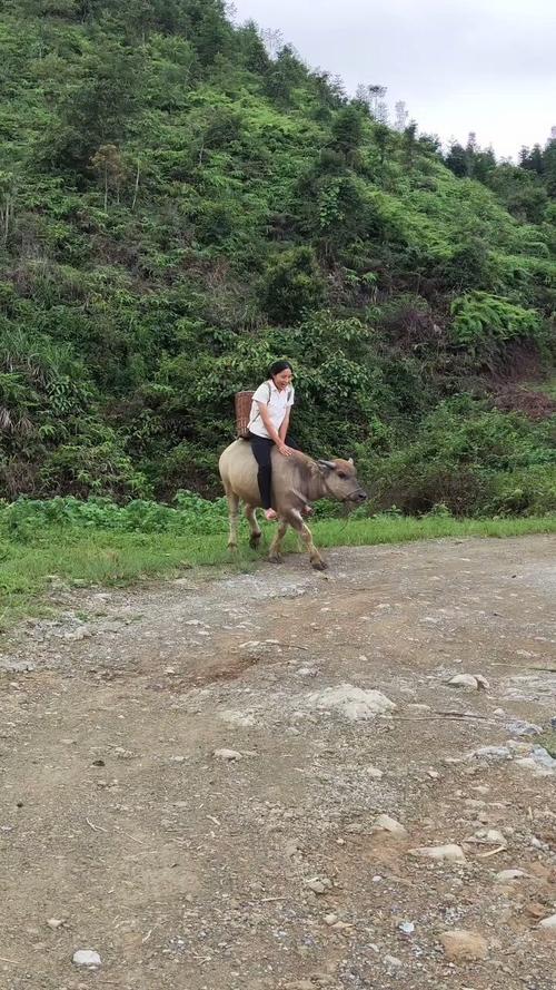 公牛骑走路边摩托车,小公牛骑摩托